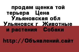 продам щенка той-терьера › Цена ­ 6 000 - Ульяновская обл., Ульяновск г. Животные и растения » Собаки   